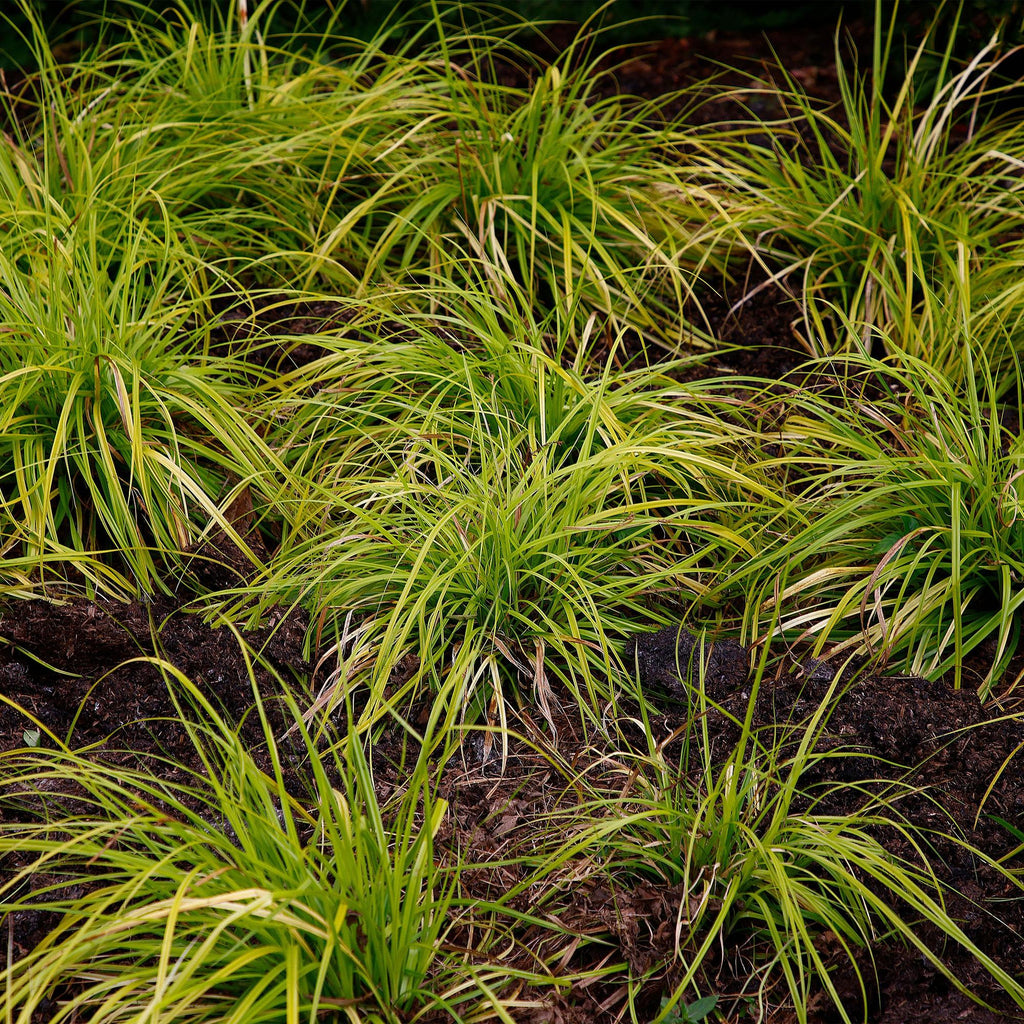 Siergrassen -  Carex oshimensis Everillo - Geel - 1 Planten - Groenblijvend - Winterhard - Pot 17cm Hoogte 50cm