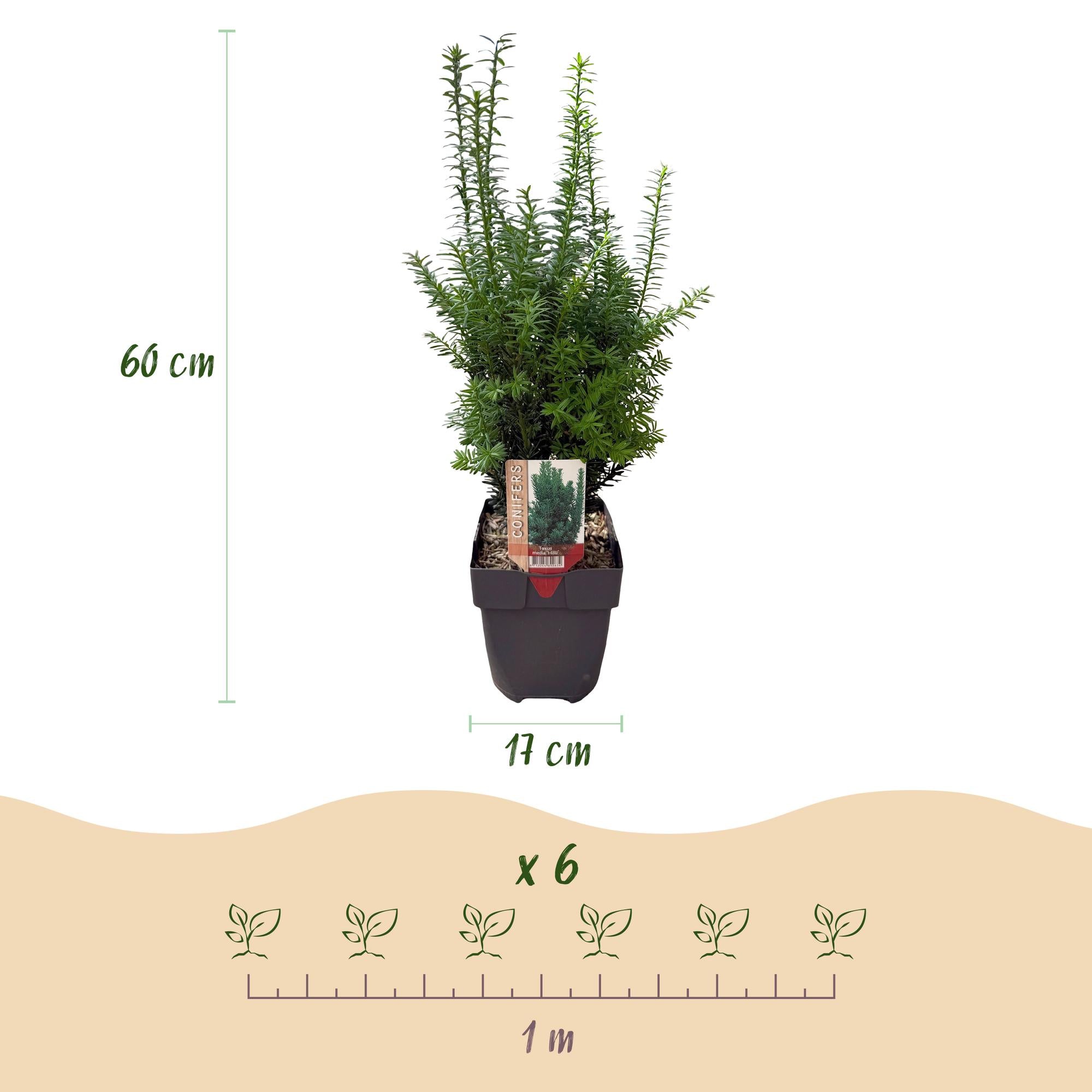 Haagplanten - Taxus media Hilii - blad groen - 6 planten - 1 strekkende meter - groenblijvend - pot 17cm hoogte 60cm
