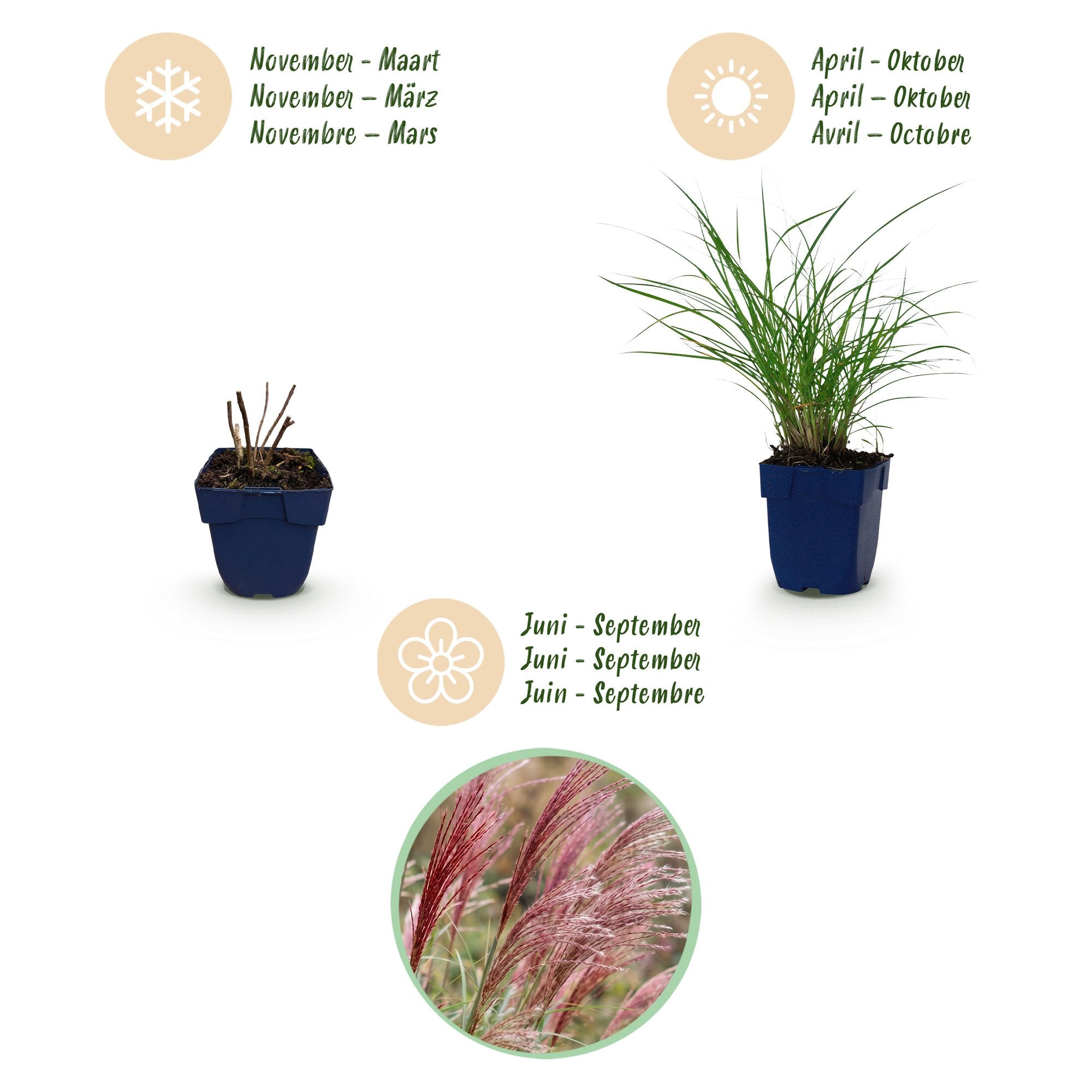 Grassen - Miscanthus sin. Red Chief - Pampusgras - Met Pluim - Groen - 12 Planten - Pot 11cm - Hoogte 15-25cm