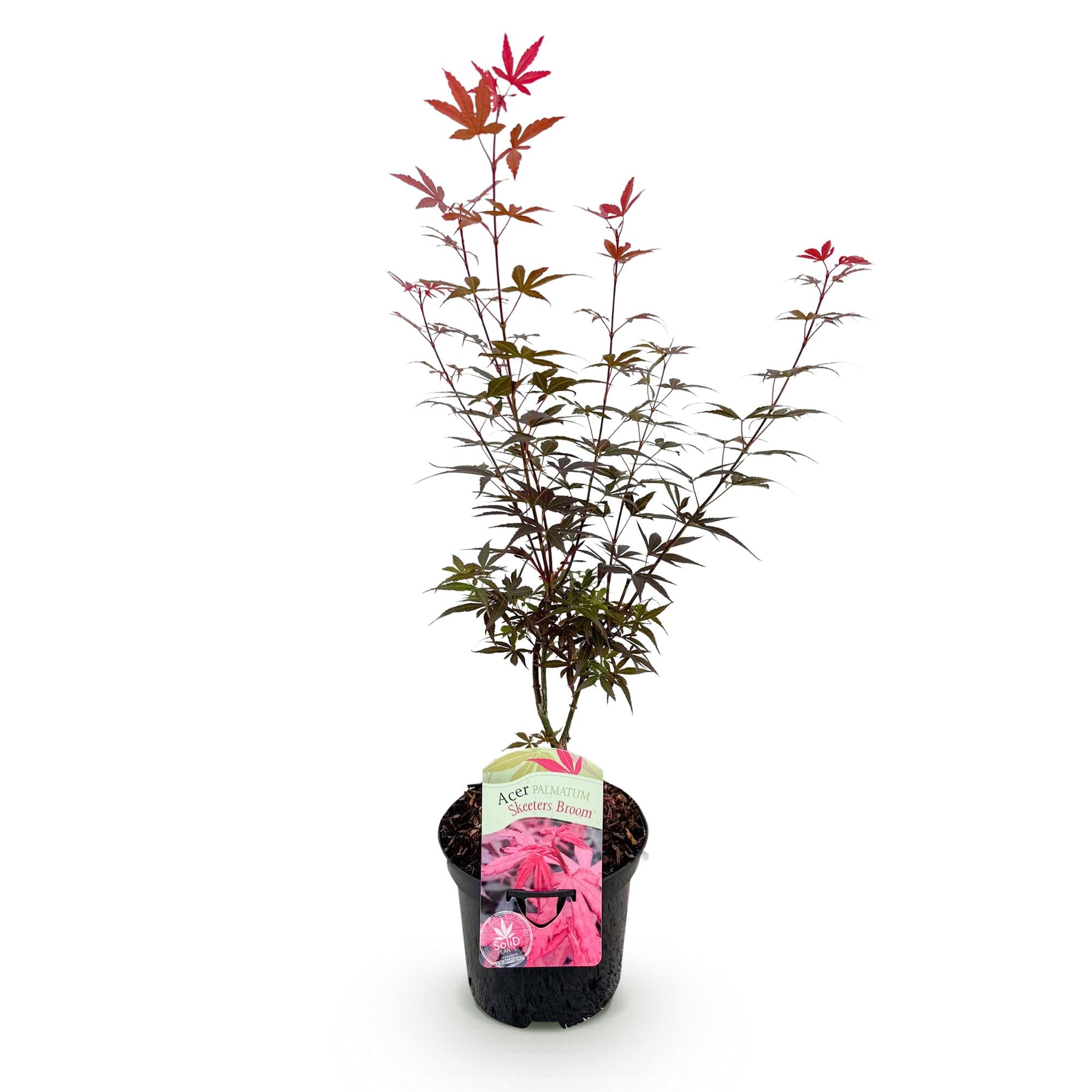 Terrasplant - Japanse Esdoorn - Acer palmatum Skeetsers Broom - Paars - 1 Plant - Bladverliezend - Pot 19cm Hoogte 70cm