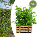 Palletdeal Haagplanten:  50 Fagus sylvatica ↕60-80 - Ø 19cm | Mini Pallet