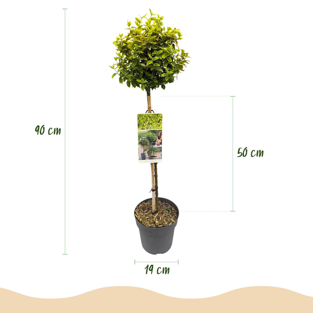 Plant op Stam - Euonymus fortunei Emerald n Gold - Terras Plant - Bladhoudend - Winterhard - Groen-Geel Blad - Pot 19cm Hoogte 90cm