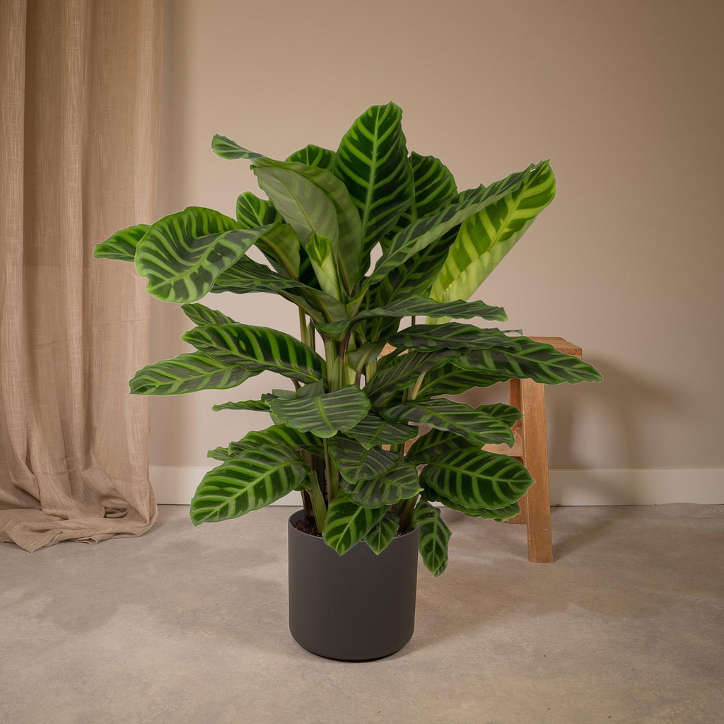 Calathea Zebrina - Pauwenplant - Ø19cm - ↕75cm