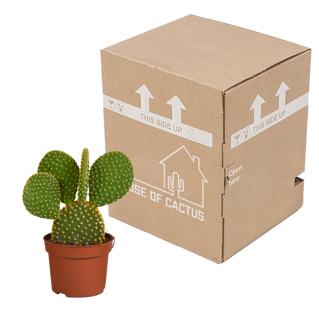 Opuntia microdasys - 12cm - zonder pot