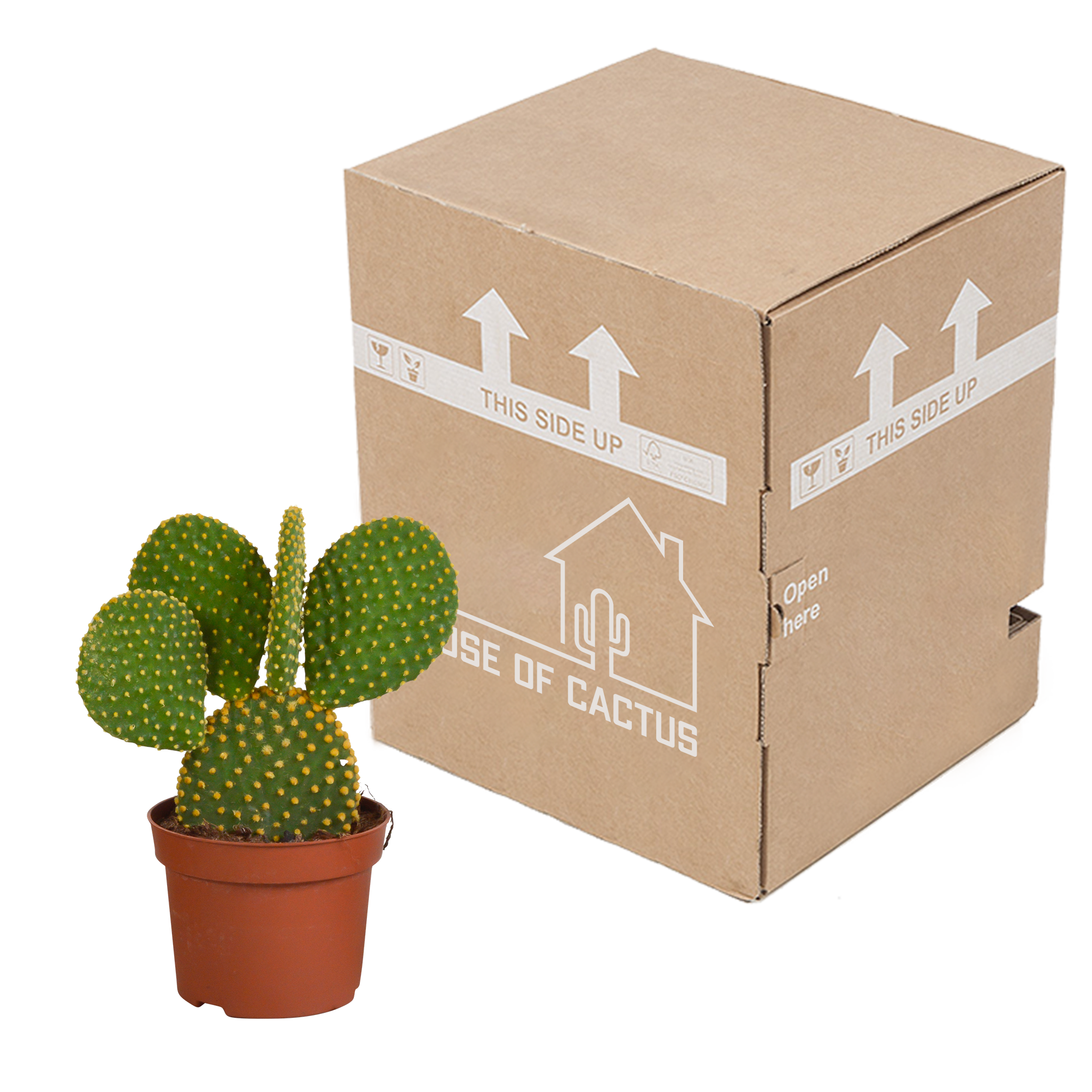 Opuntia microdasys - 12cm - zonder pot