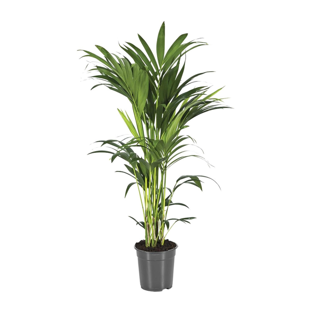 Howea Forsteriana - Ø21cm - ↕80-90cm