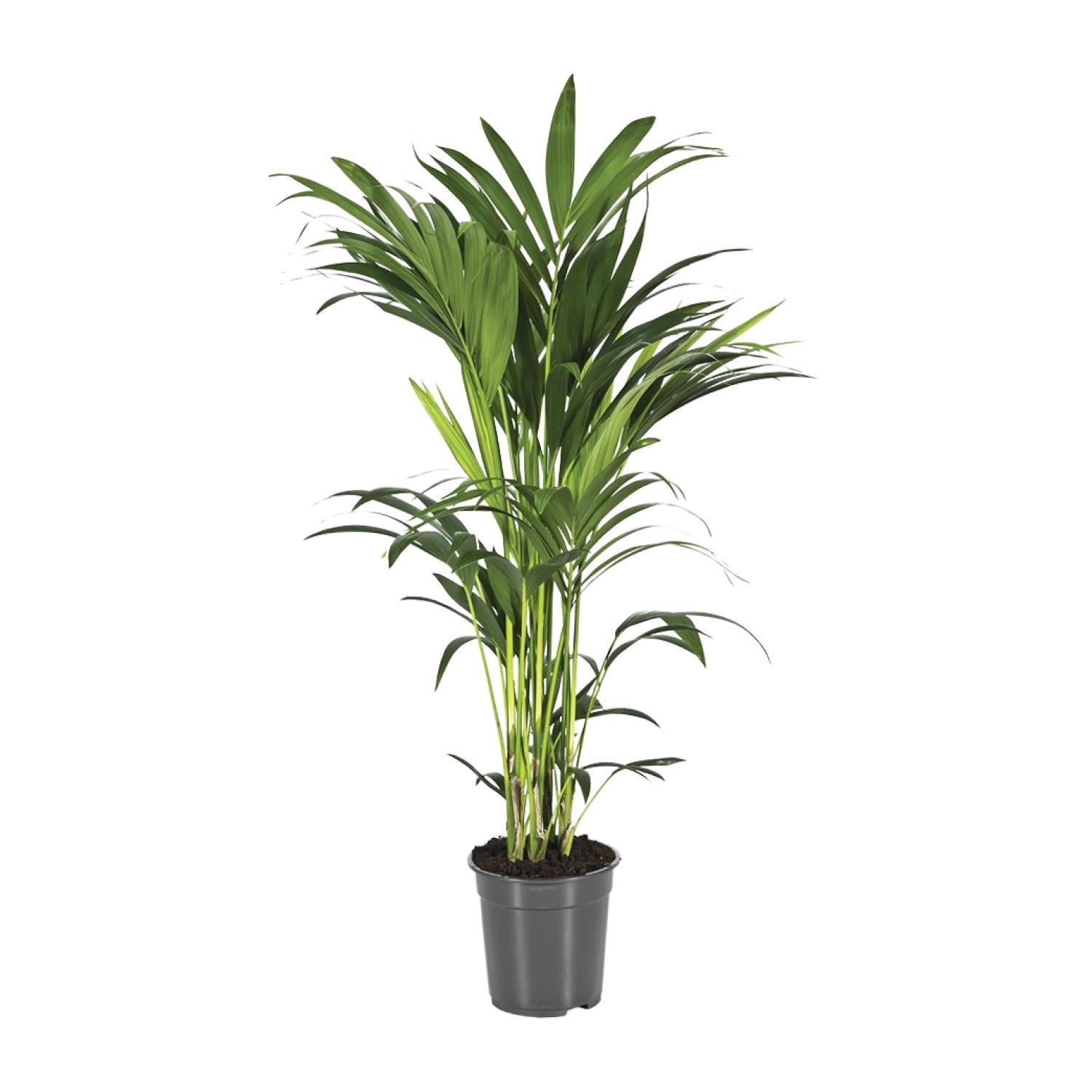 Howea Forsteriana - Ø21cm - ↕80-90cm