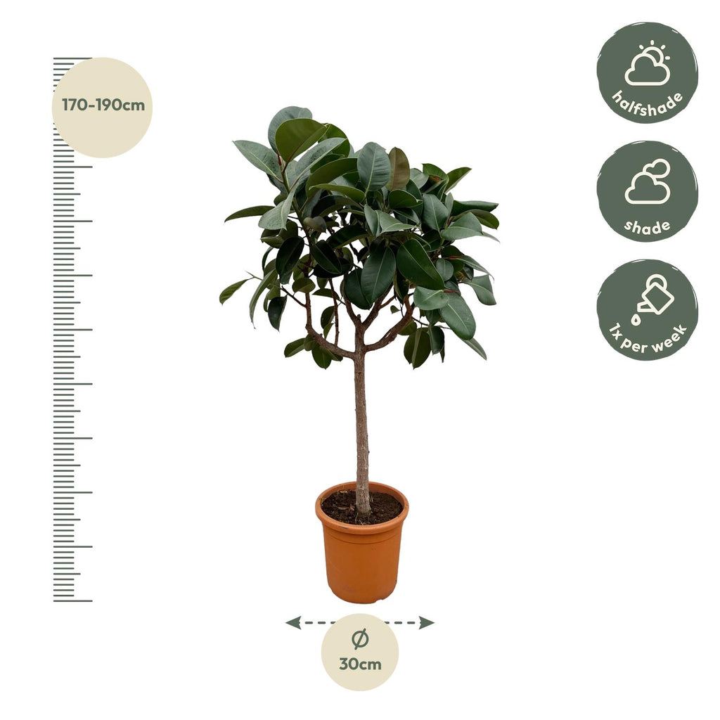 Ficus Elastica Robusta op stam - 190 cm -  ø35-40cm