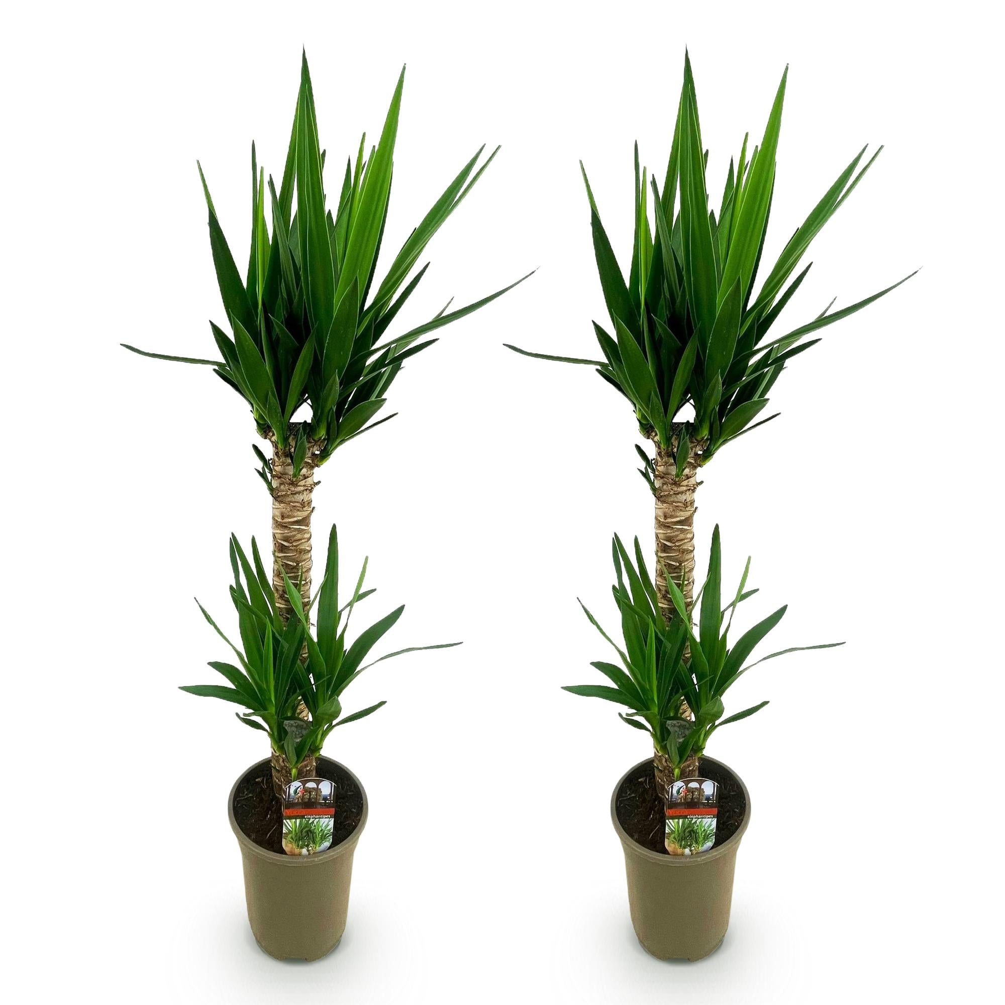 Kamerplant - Yucca elephantipes - Yucca - Weinig onderhoud - Groen - 2 - Pot 19cm - Hoogte 95cm