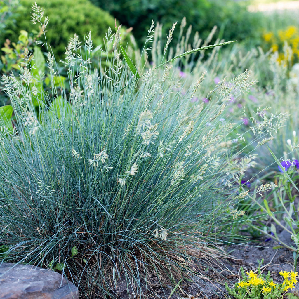 Siergrassen - Festuca glauca Intense Blue  - Blauw - 1 Plant - Groenblijvend - Winterhard - Pot 17cm Hoogte 50cm