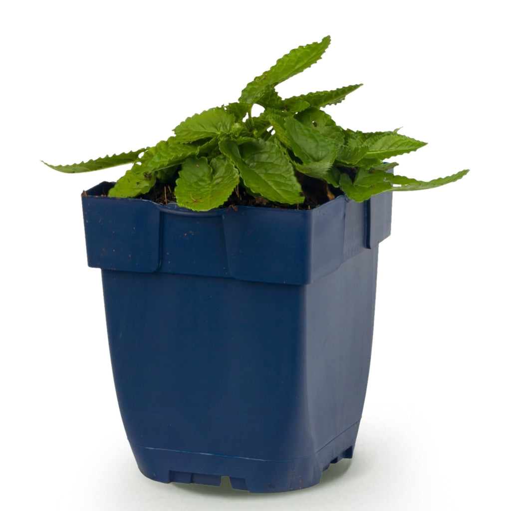 Vasteplant - Stachys mon. Hummelo - Ezeloor - Bijen- en vlinderlokkers - Paars - 1 Plant - Pot 11cm - Hoogte 15-25cm