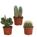 Cactus mix 10.5 cm - 3x - zonder pot