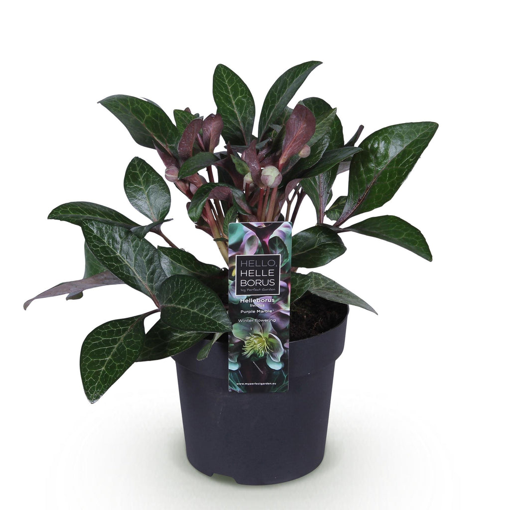 Tuinplant - Lenten Rose - Helleborus lividus Purple Marble - Paarse Bloem -1 Plant - Groenblijvend - Pot 14cm Hoogte 35cm