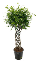 Ficus Benjamina gevlochten mat - 180 cm