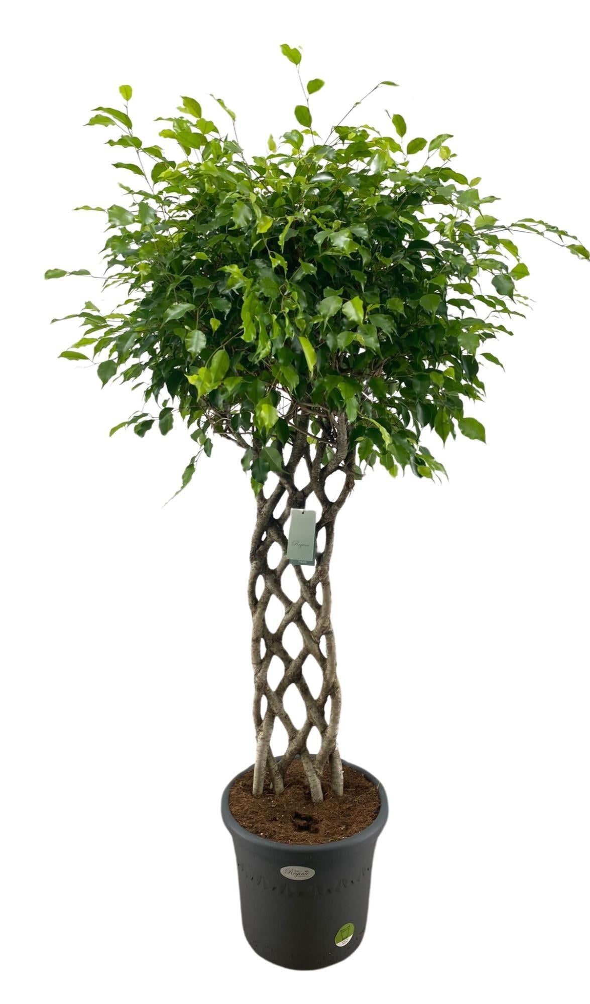 Ficus Benjamina gevlochten mat - 180 cm