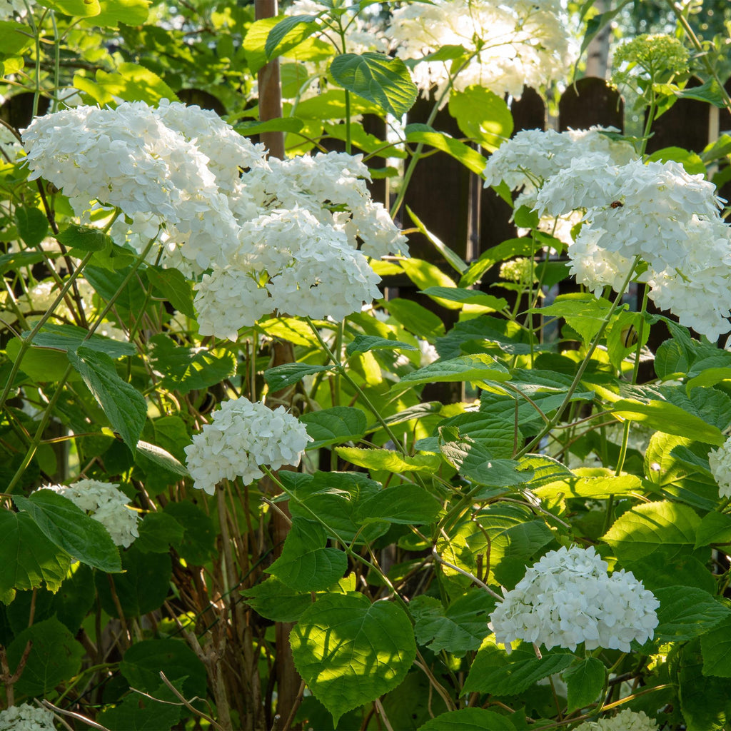 Pluim Hortensia - Hydrangea arborescens Annabelle - Bloem Wit - 1 Plant - Bladverliezend - Grote Bloemen - Pot 17cm Hoogte 50cm
