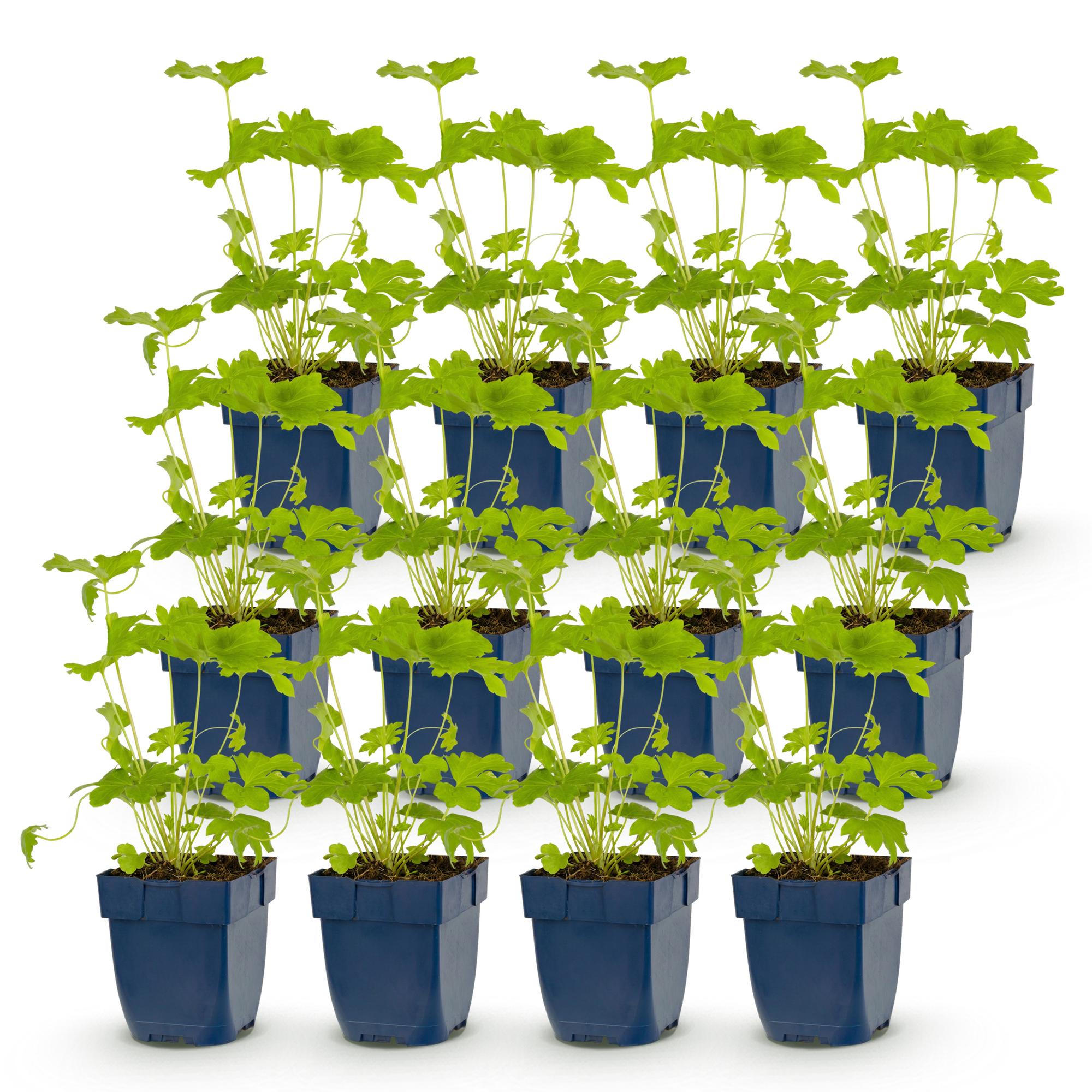 Vasteplant - Delphinium (P) Black Knight - Ridderspoor - Bijen en Vlinderlokkers - Paars - 12 Planten - Pot 11cm - Hoogte 15-25cm