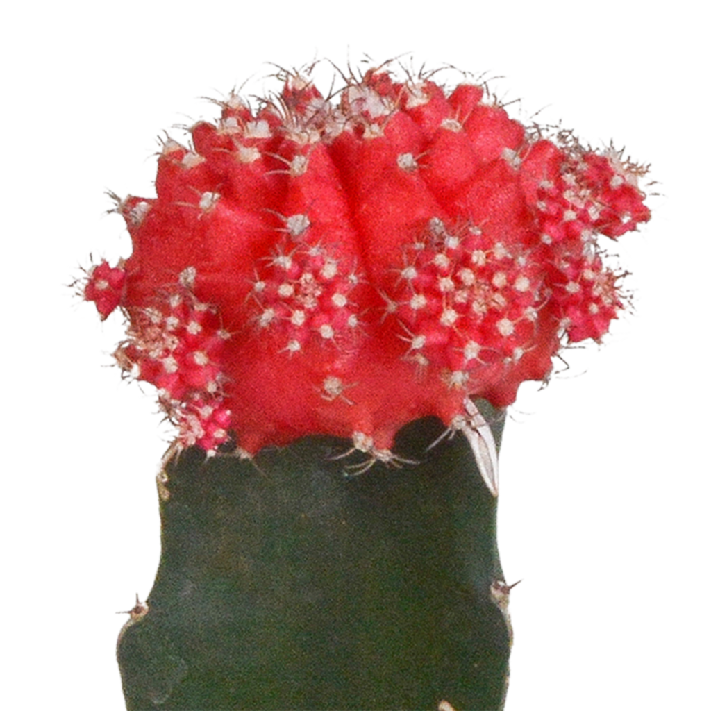 Euphorbia meloformis variegata - Gymnocalycium mix - 5,5cm - 3x
