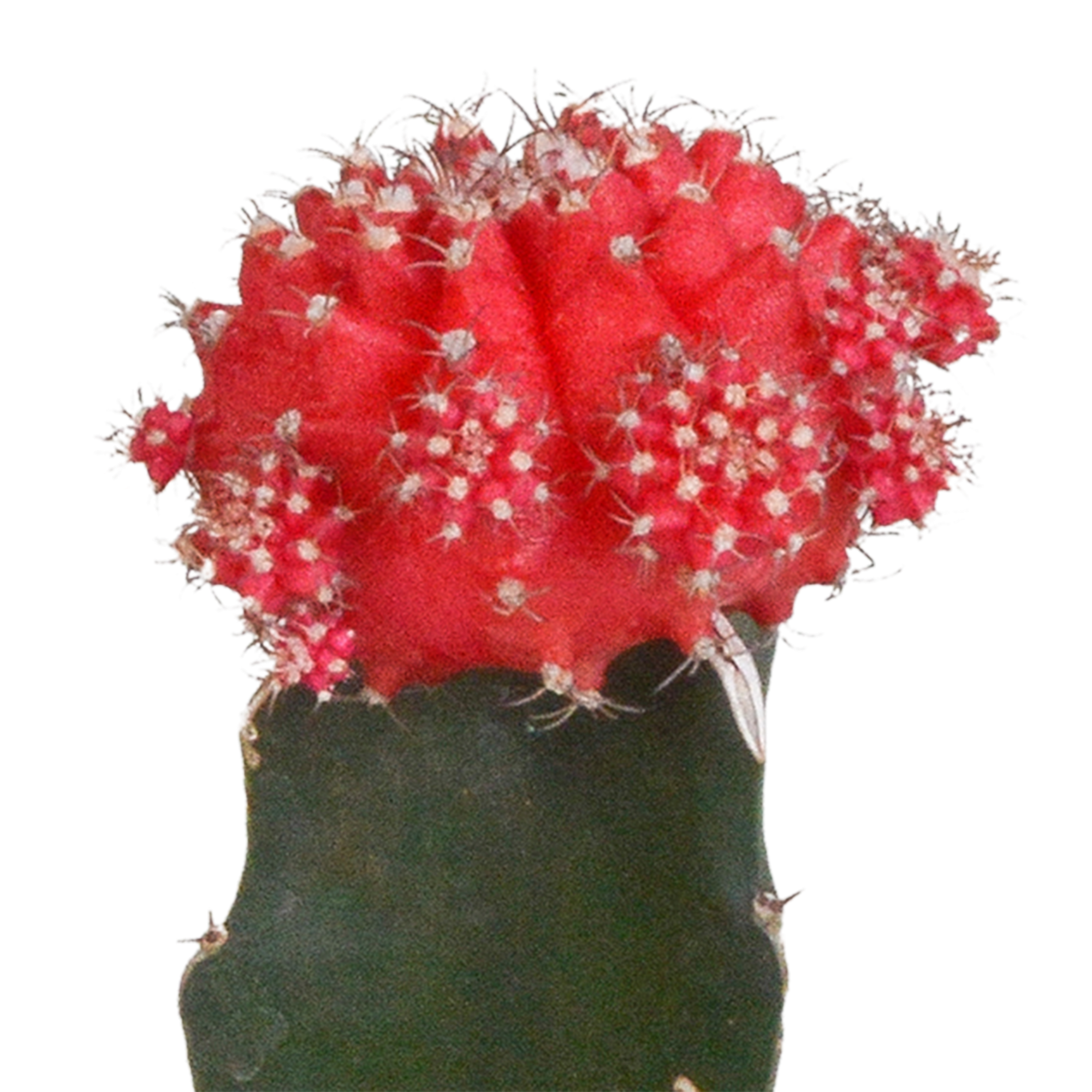 Euphorbia meloformis variegata - Gymnocalycium mix - 5,5cm - 3x