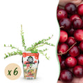 Fruitplanten - Blauwe Bes - Vaccinium macrophylla Early Black - Winterhard - 6 Planten - Pot 9 cm - Donker Rode  Bes