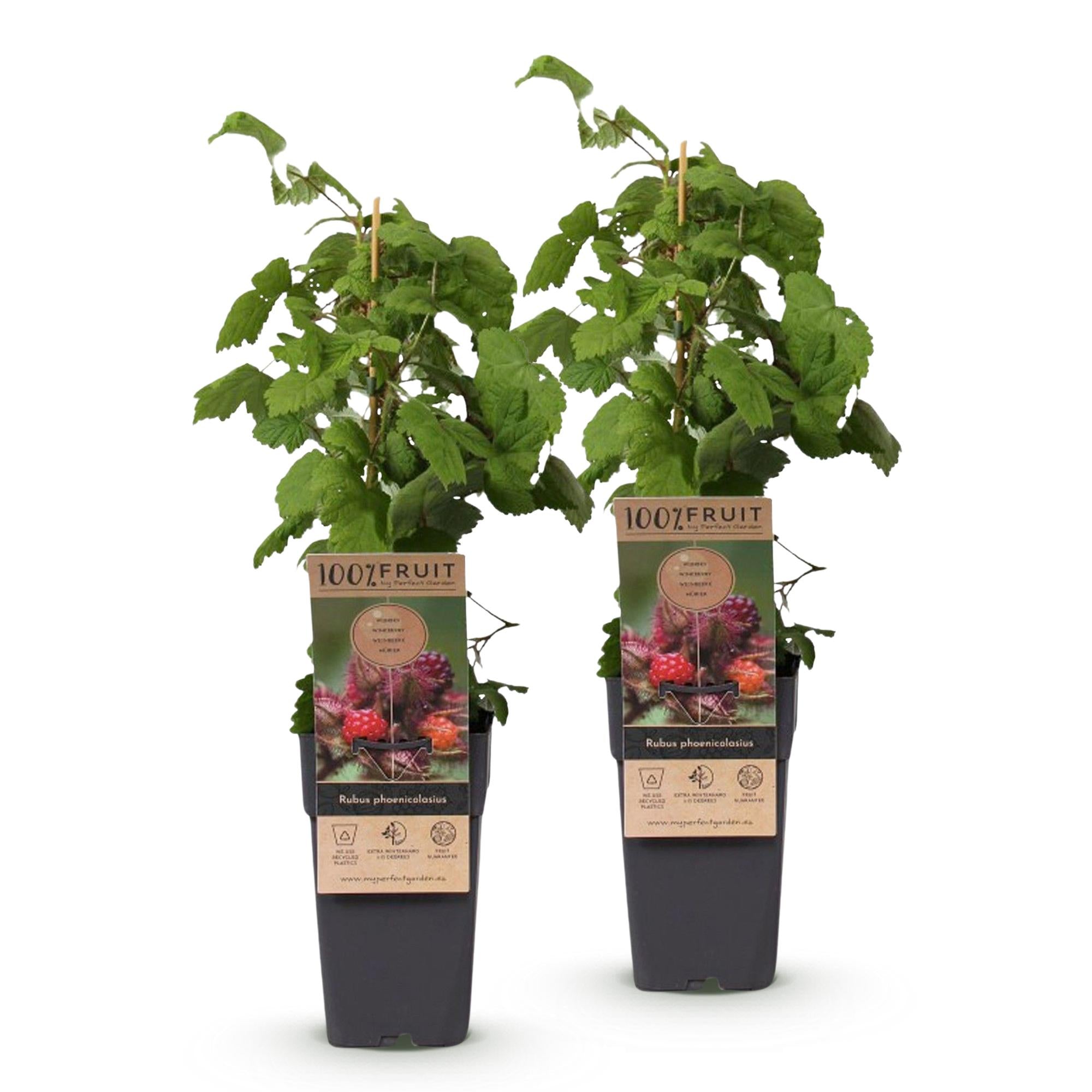 Fruitplant - Rubus phoenicolasius - Japanse wijnbes - Winterhard - Fel Rode Framboos - 2 Planten - Pot 15cm - Hoogte 50cm