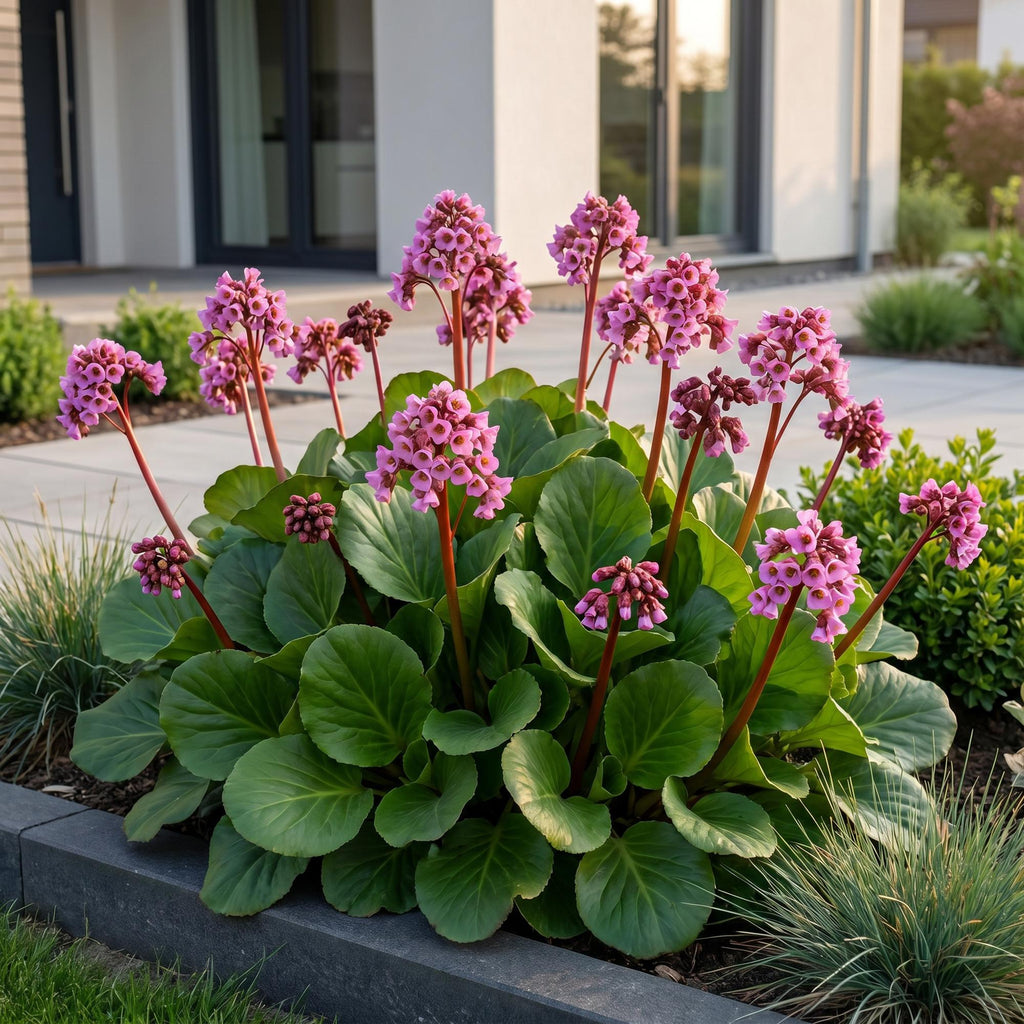 Vasteplant - Bergenia cordifolia - Schoenlappersplant - Schaduw - Roze - 6 Planten - Pot 11cm - Hoogte 15-25cm