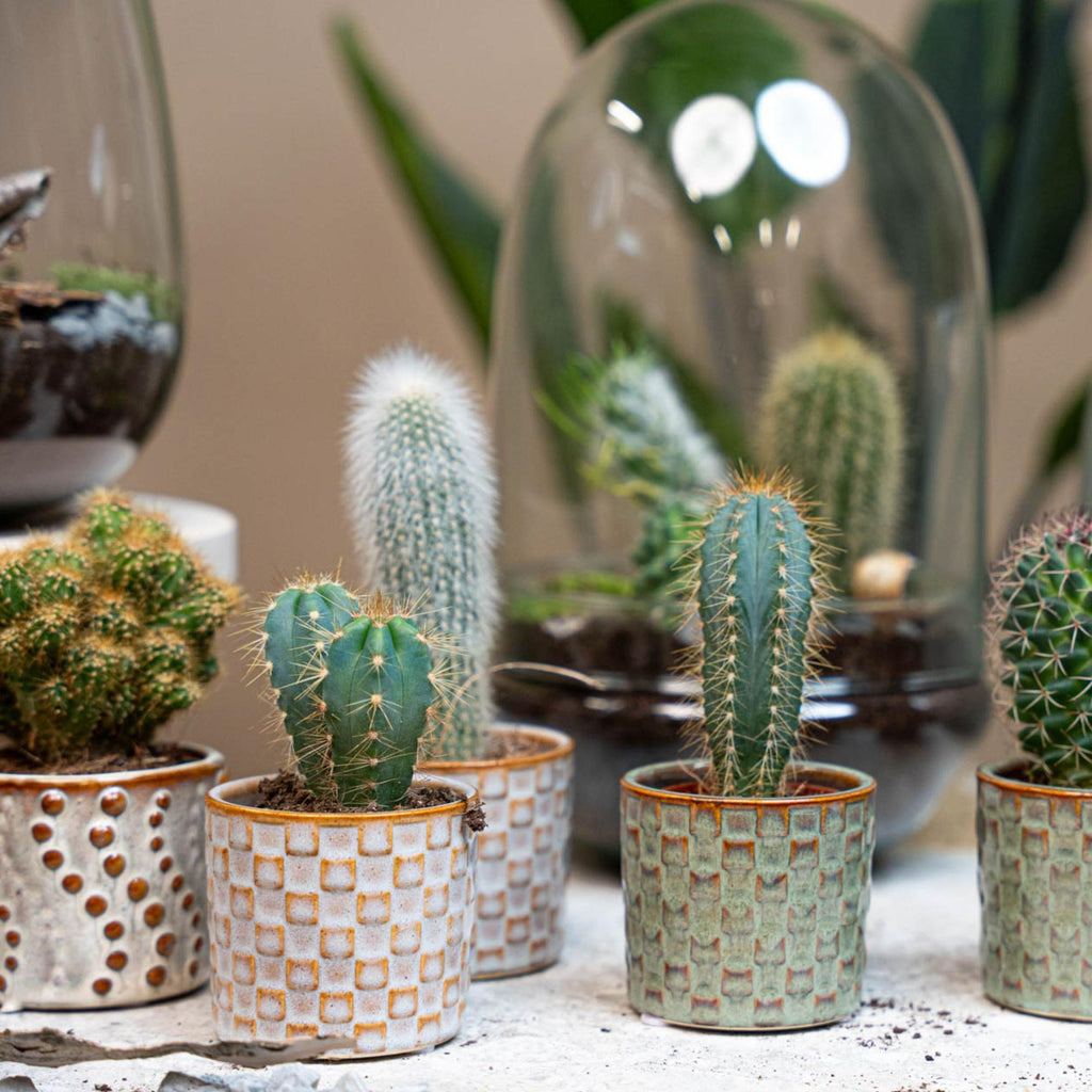 Cactus Set van 6 in Keramische Mini Potjes Madrid -  ↑ 8–12 cm
