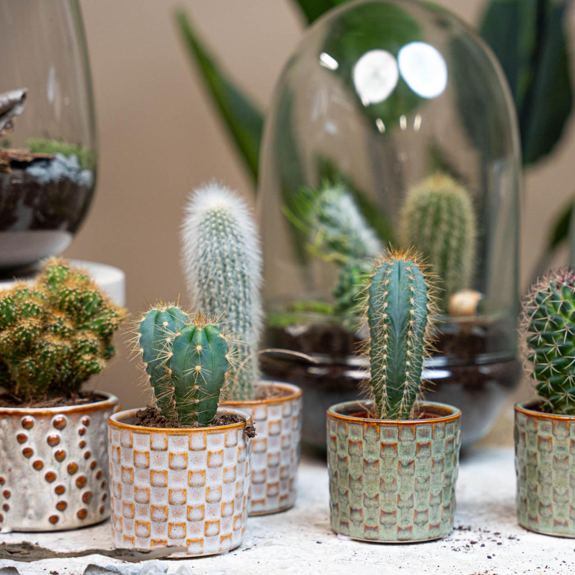 Cactus Set van 6 in Keramische Mini Potjes Madrid -  ↑ 8–12 cm