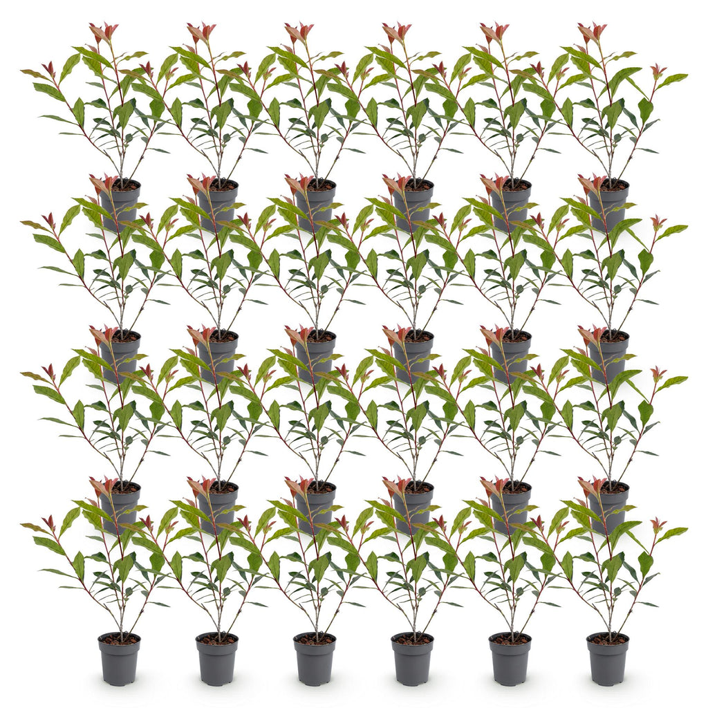 24x Photinia fraseri Carre Rouge - Glansmispel - Haagplanten - Groenblijvend - Rood - Pot 9cm - Hoogte 25-35cm
