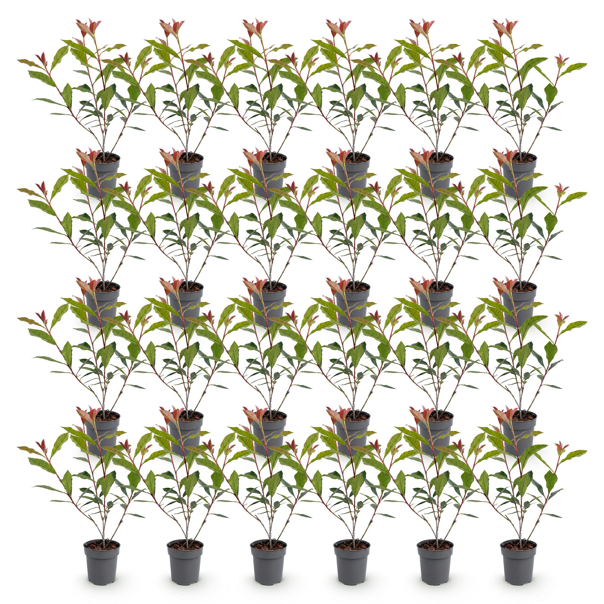 24x Photinia fraseri Carre Rouge - Glansmispel - Haagplanten - Groenblijvend - Rood - Pot 9cm - Hoogte 25-35cm