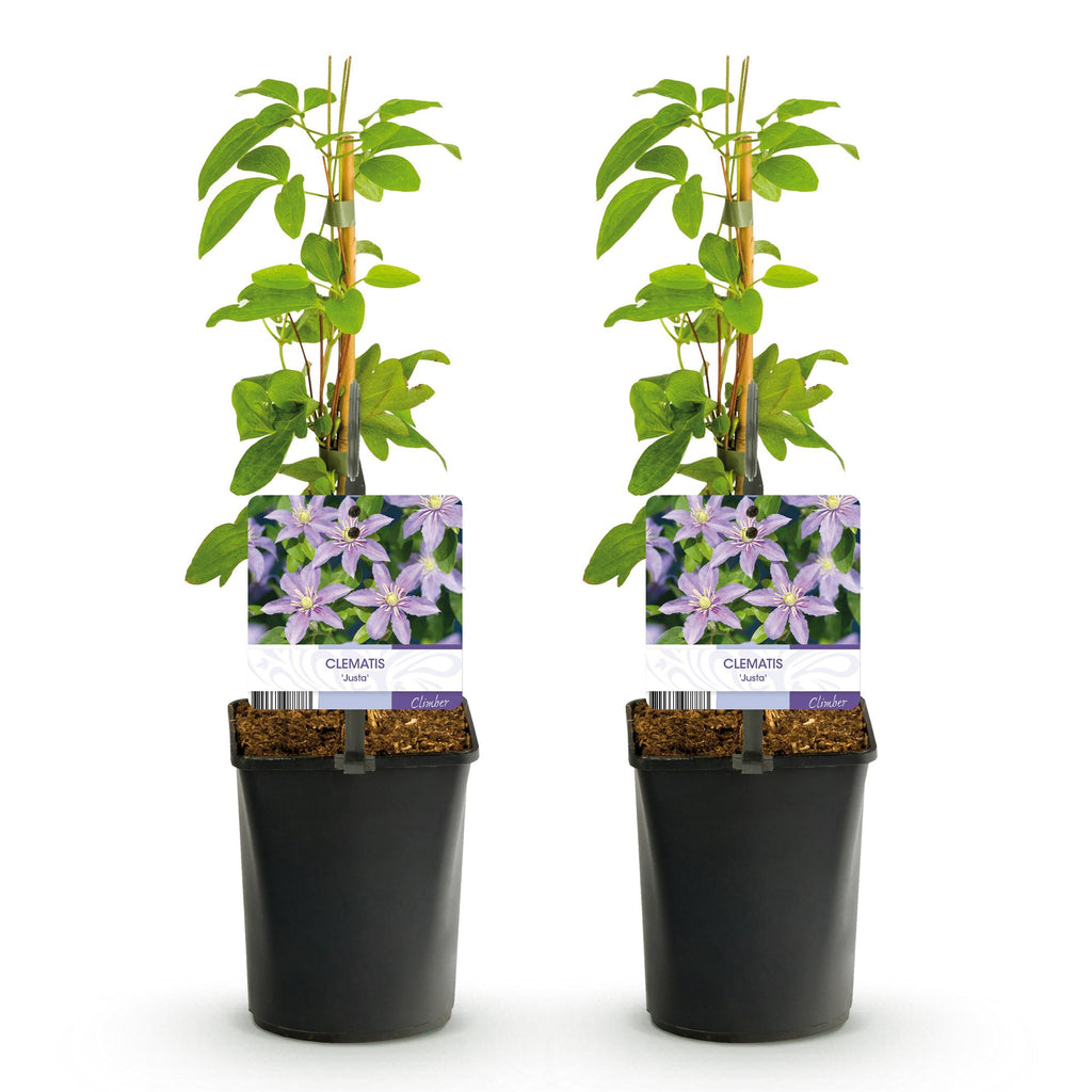 Klimplant - Clematis Justa - Bloem Licht Blauw - Weinig onderhoud -2 planten -  Pot 11cm Hoogte 40cm