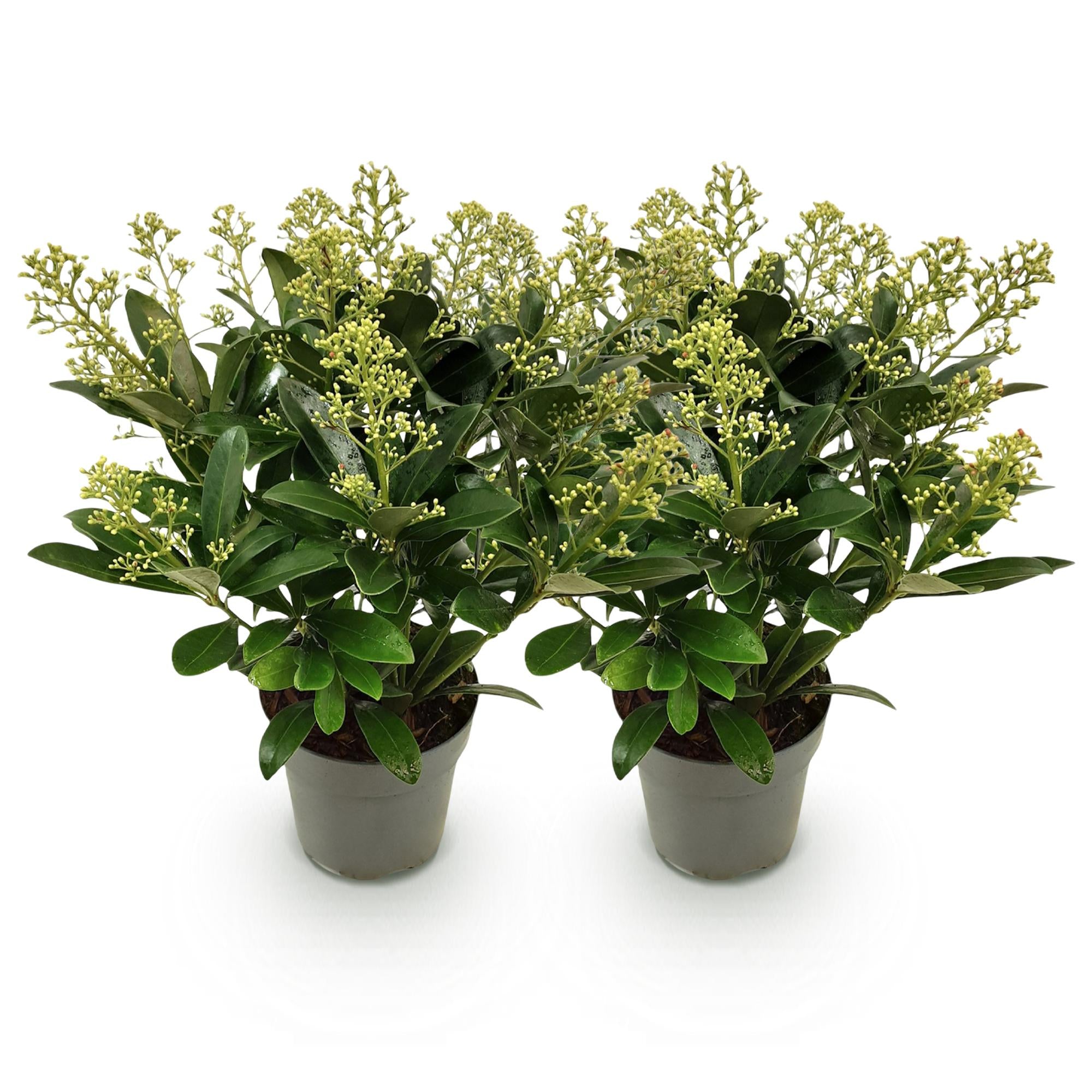 Terrasplant - Skimmia japonica Finchy - Bloem Wit - 15+ Bloemen - 2 Planten - Winterhard - Pot 15cm Hoogte 30cm