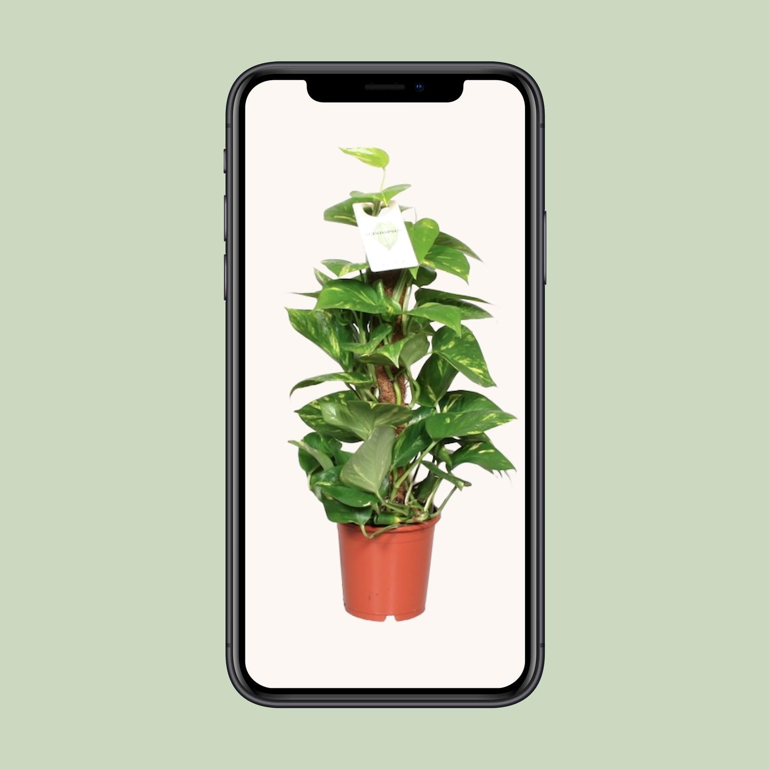 Epipremnum Aureum  - Ø15cm - ↕60cm