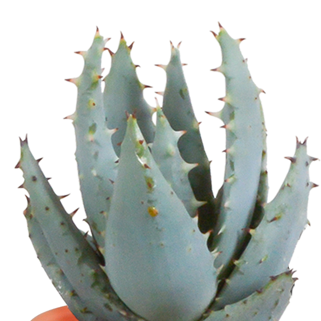 Cactus en vetplanten mix 5.5 cm | 15 stuks - in Mexicaanse pot