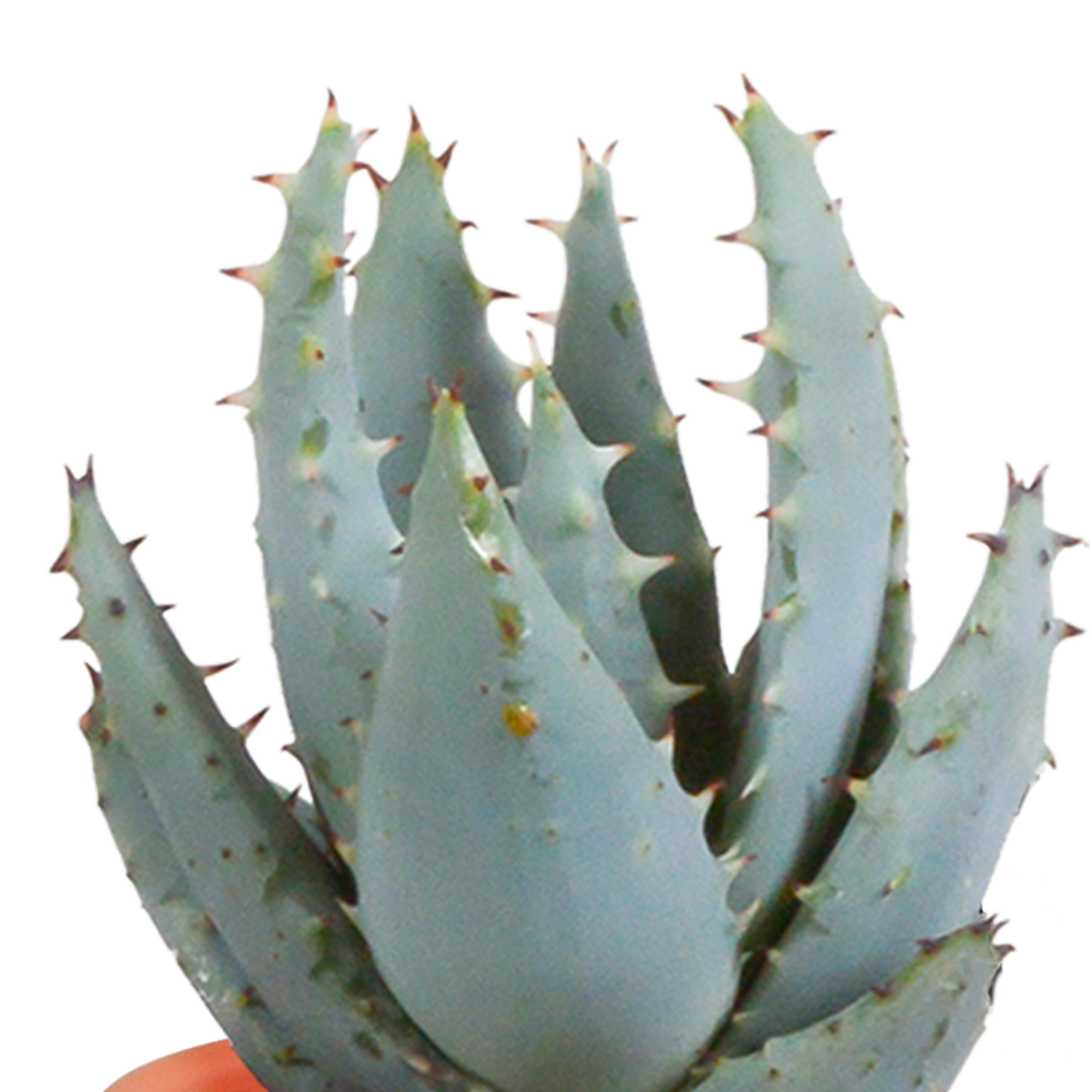 Cactus en vetplanten mix 5.5 cm | 15 stuks - in Mexicaanse pot