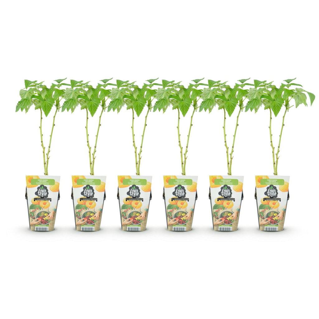 Fruitplanten - Framboos - Rubus idaeus Fallgold - Winterhard - 6 Planten - Pot 9 cm - Gele Framboos