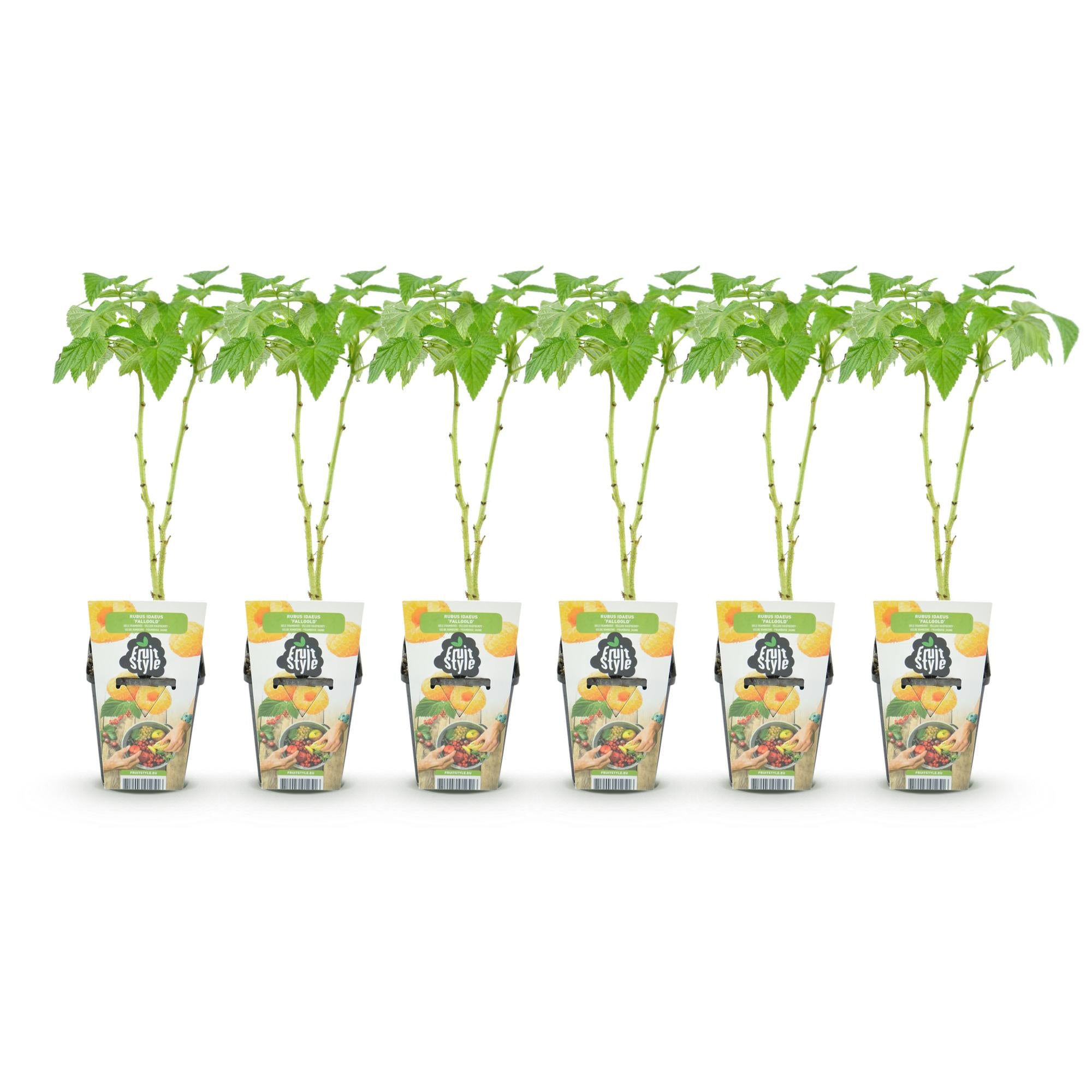 Fruitplanten - Framboos - Rubus idaeus Fallgold - Winterhard - 6 Planten - Pot 9 cm - Gele Framboos