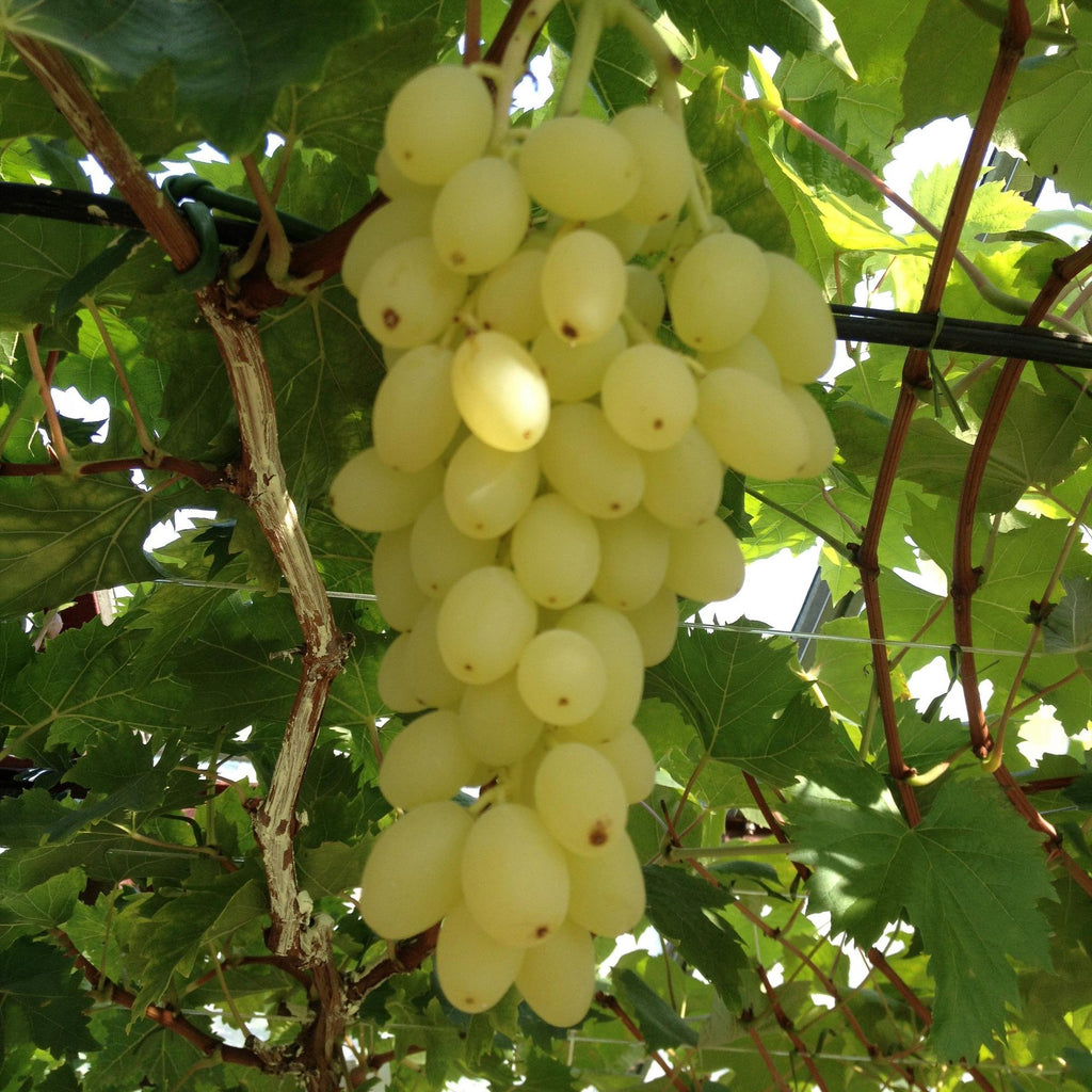 Fruitplant - Vitis vinifera Lakemont - Druivenplant - Winterhard - Goudgele Druif - 2 Planten - Pot 15cm - Hoogte 50cm