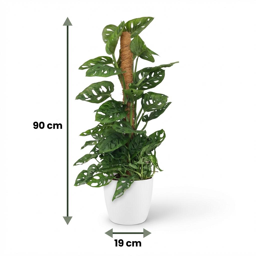 Kamerplant - Monkey Mask - Monstera Andansonii Mosstok - Groen - Weinig onderhoud - 1 Plant - met Potter Wit - Pot 19cm - Hoogte 90cm