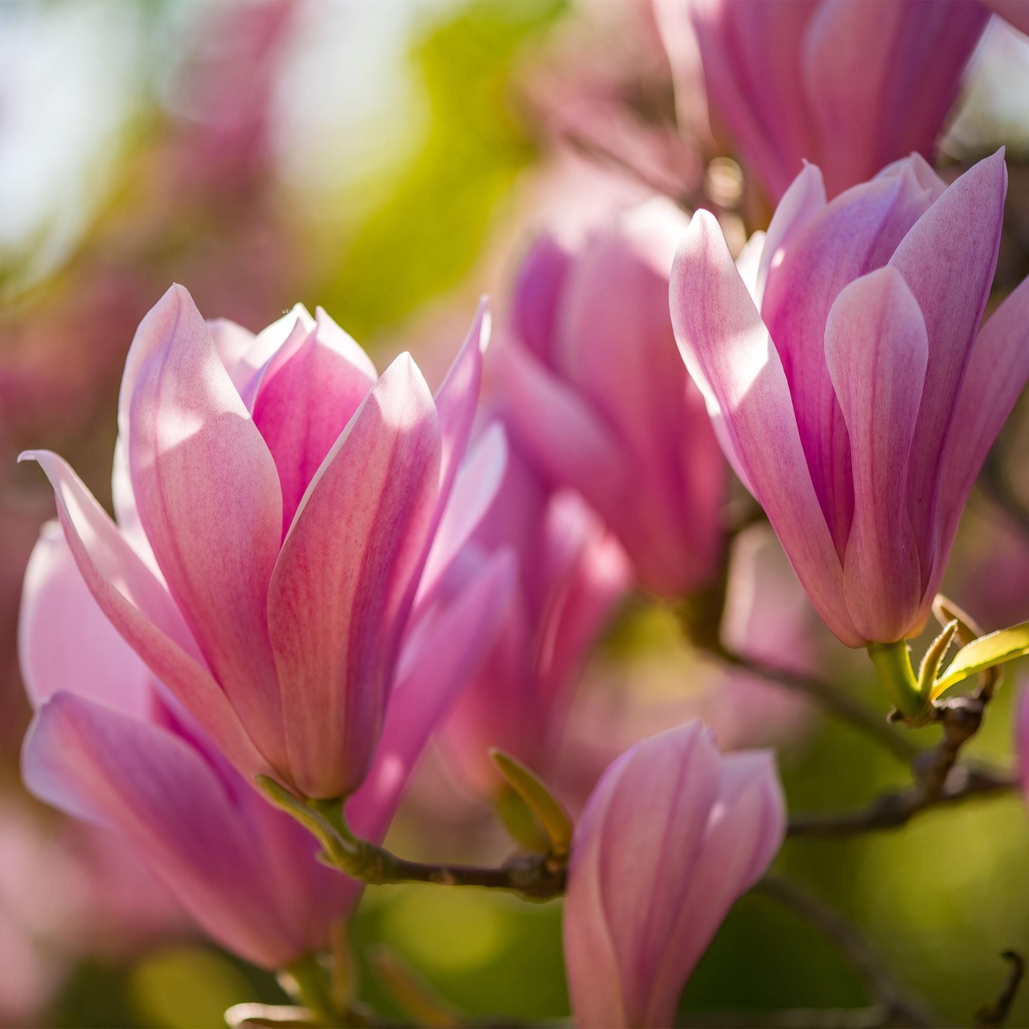Tuinplant - Magnolia Heaven Scent - Bloem Roze - 3 Planten - Bladverliezend - Weinig Onderhoud - Pot 12cm Hoogte 30cm