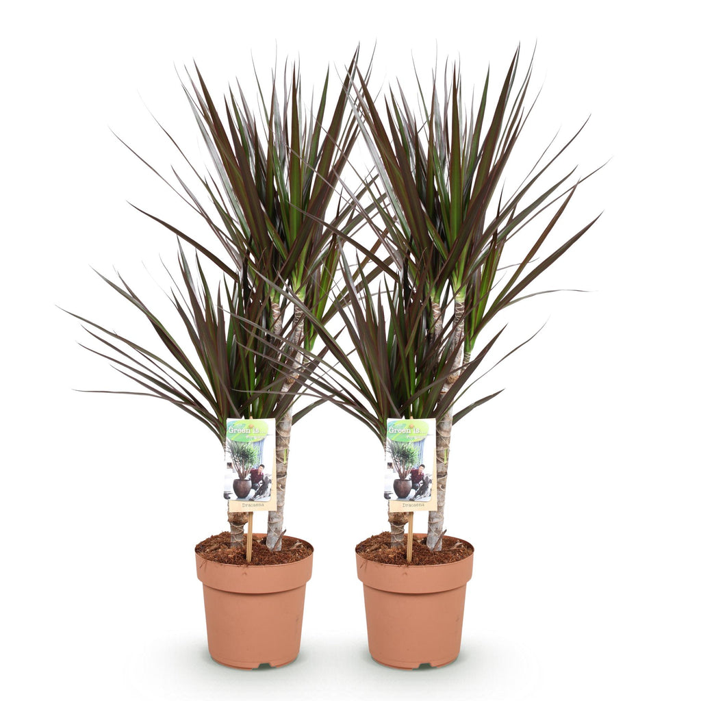 Green is... Kamerplanten - Dracaena Magenta - Drakenbloedboom - Weinig onderhoud - Groen - 2 Planten - Pot 17cm - Hoogte 70-80cm