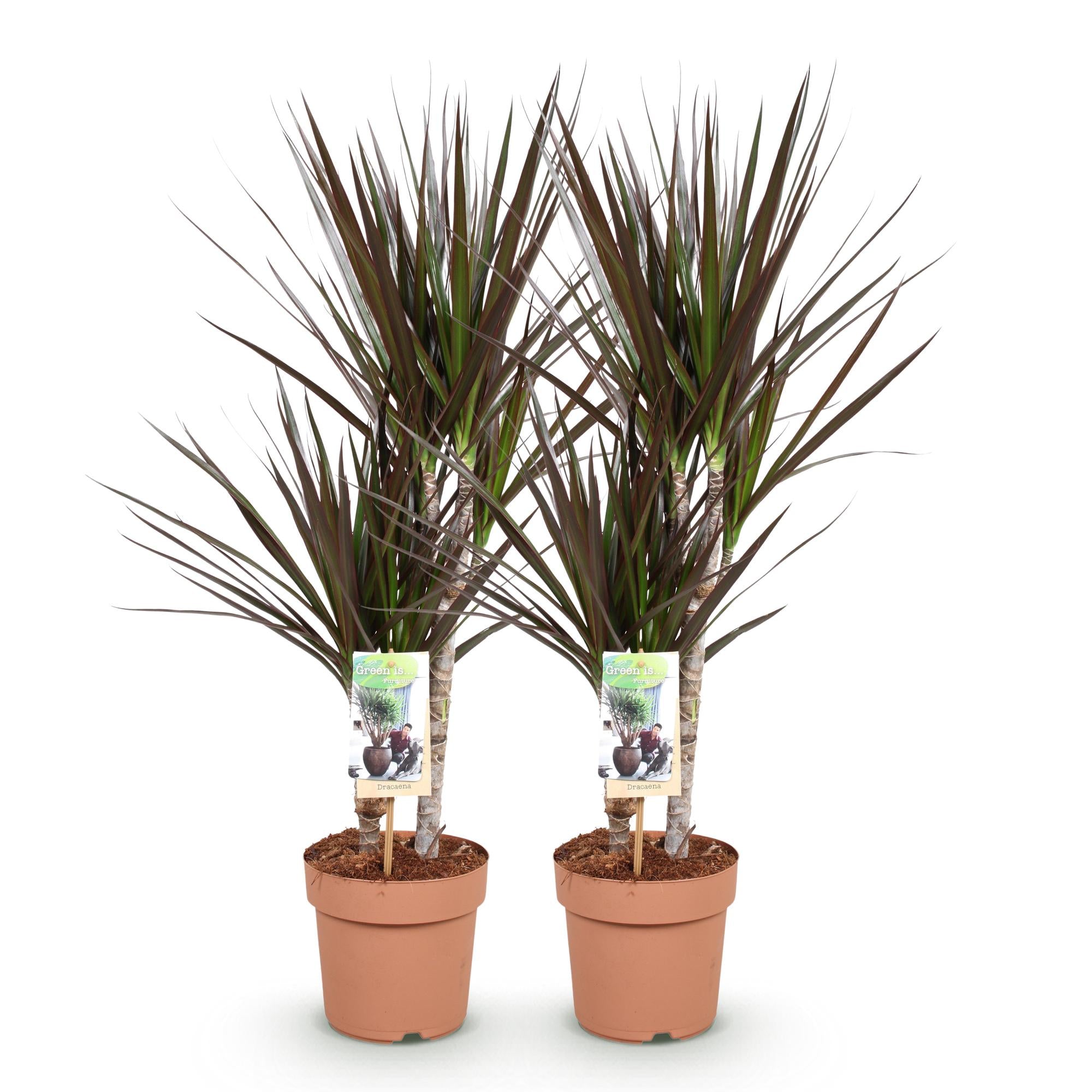 Green is... Kamerplanten - Dracaena Magenta - Drakenbloedboom - Weinig onderhoud - Groen - 2 Planten - Pot 17cm - Hoogte 70-80cm