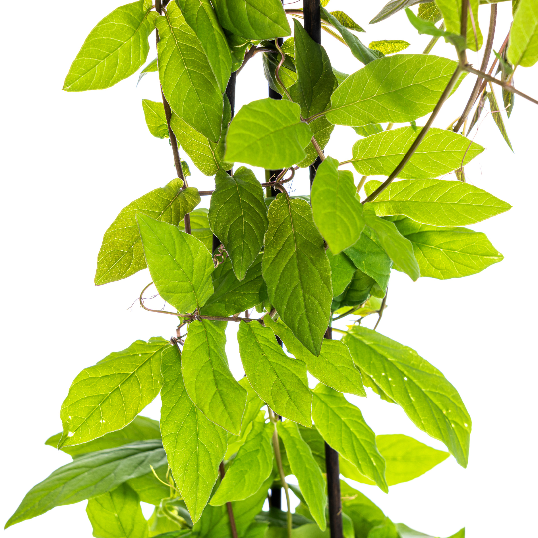 4x Cobea Scandens Violet Blue Ø13 cm - ↕60 cm