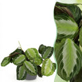 Kamerplant - Maranta Fascinator Silverband - Gebedsplant - Huisdiervriendelijke Plant - Groen - 1 Plant - met Potter Grijs - Pot 12cm - Hoogte 25cm