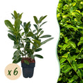 Haagplanten - Prunus laurocerasus Rotundifolia - blad groen - 6 planten - 1 strekkende meter - groenblijvend - pot 17cm hoogte 50cm