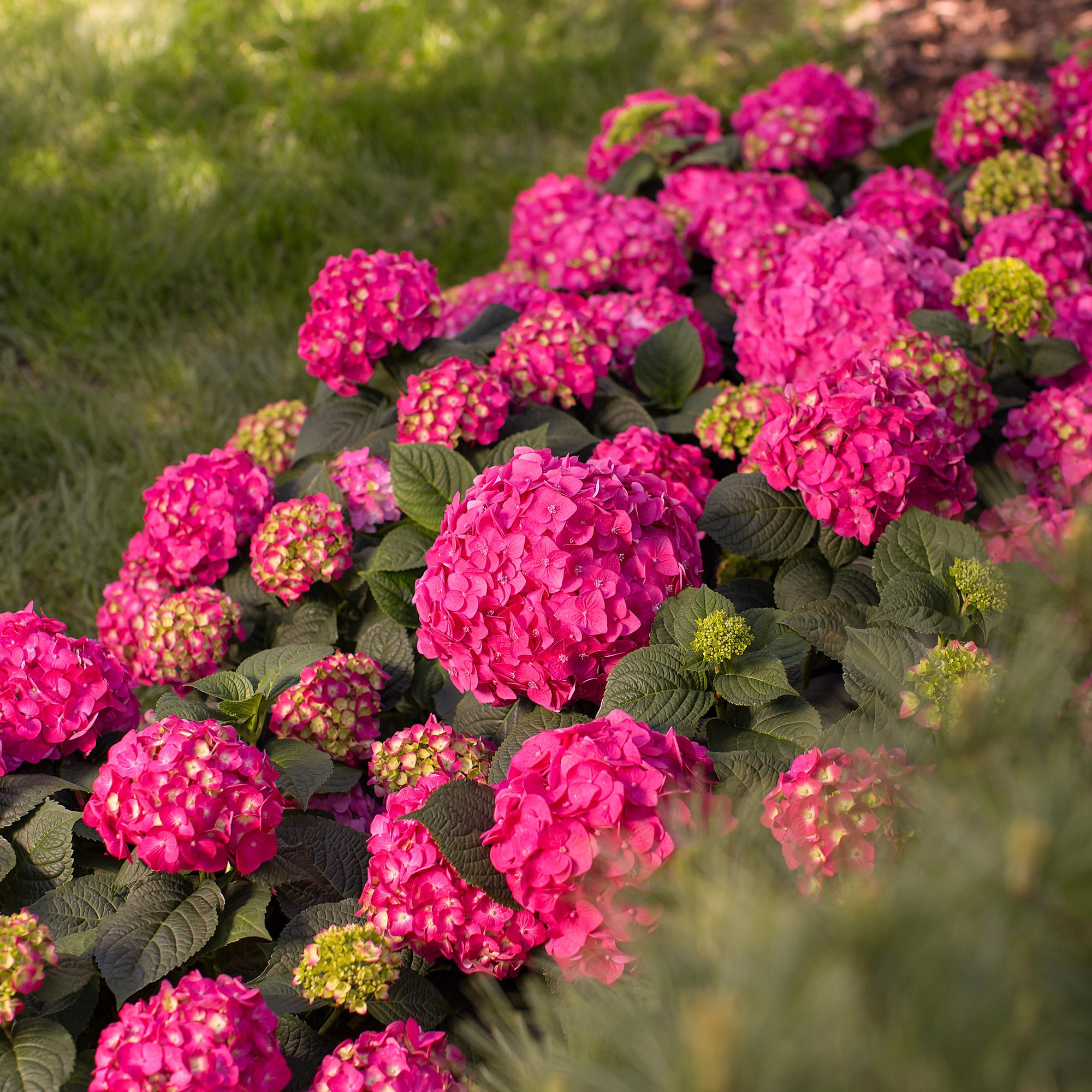 Tuinplant - Hydrangea Endles Summer Summer Love Red - Hortensia - Winterhard - Rood - 8 Planten - Pot 14cm - Hoogte 20-25cm