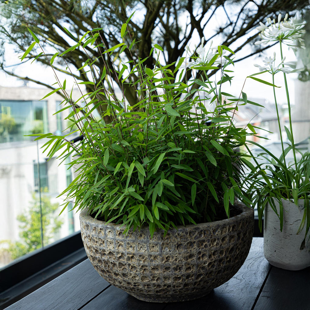 Grassen - Fargesia Rufa - Niet Woekerende Bamboe - Bladhoudend - Groen - 1 Plant - Pot 17 cm - Hoogte 60 cm