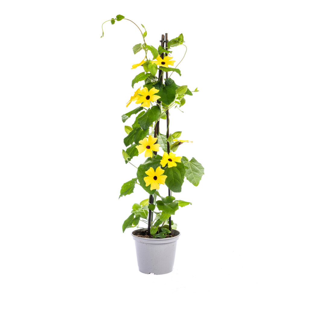 4x Thunbergia Alata Sunny Susy Mix Ø13 cm - ↕60 cm