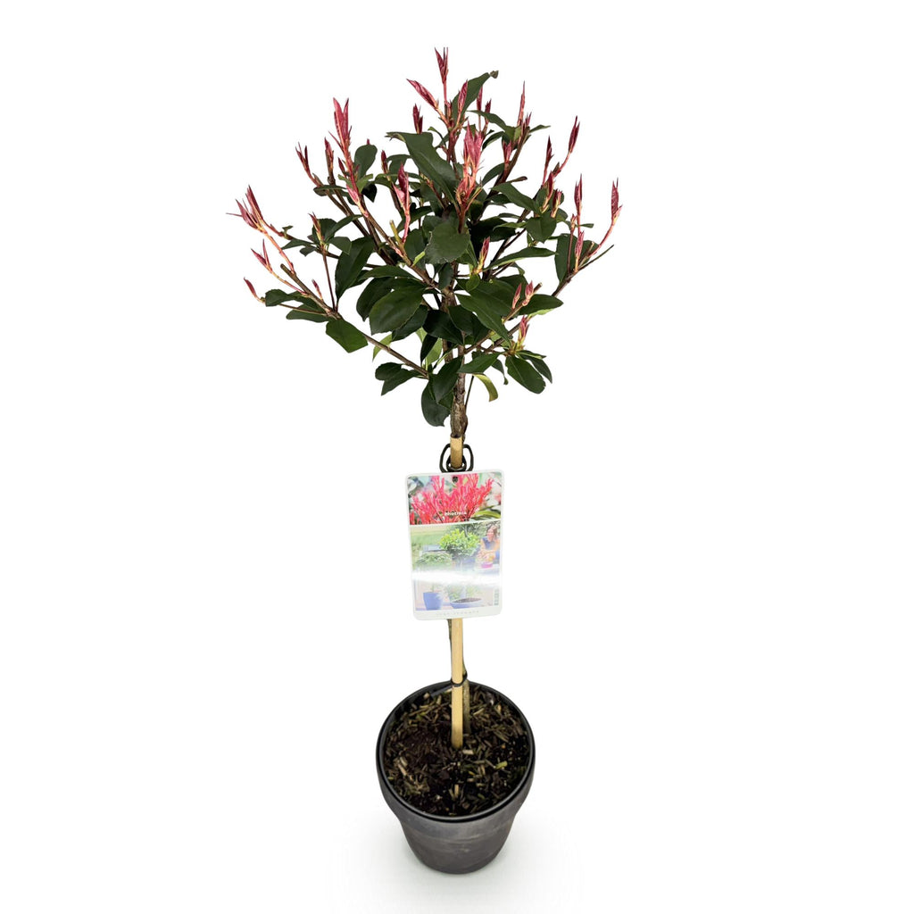 Plant op Stam - Photinia fraseri Carre Rouge - Terras Plant - Bladhoudend - Winterhard - Groen-Rood Blad - Pot 19cm Hoogte 90cm
