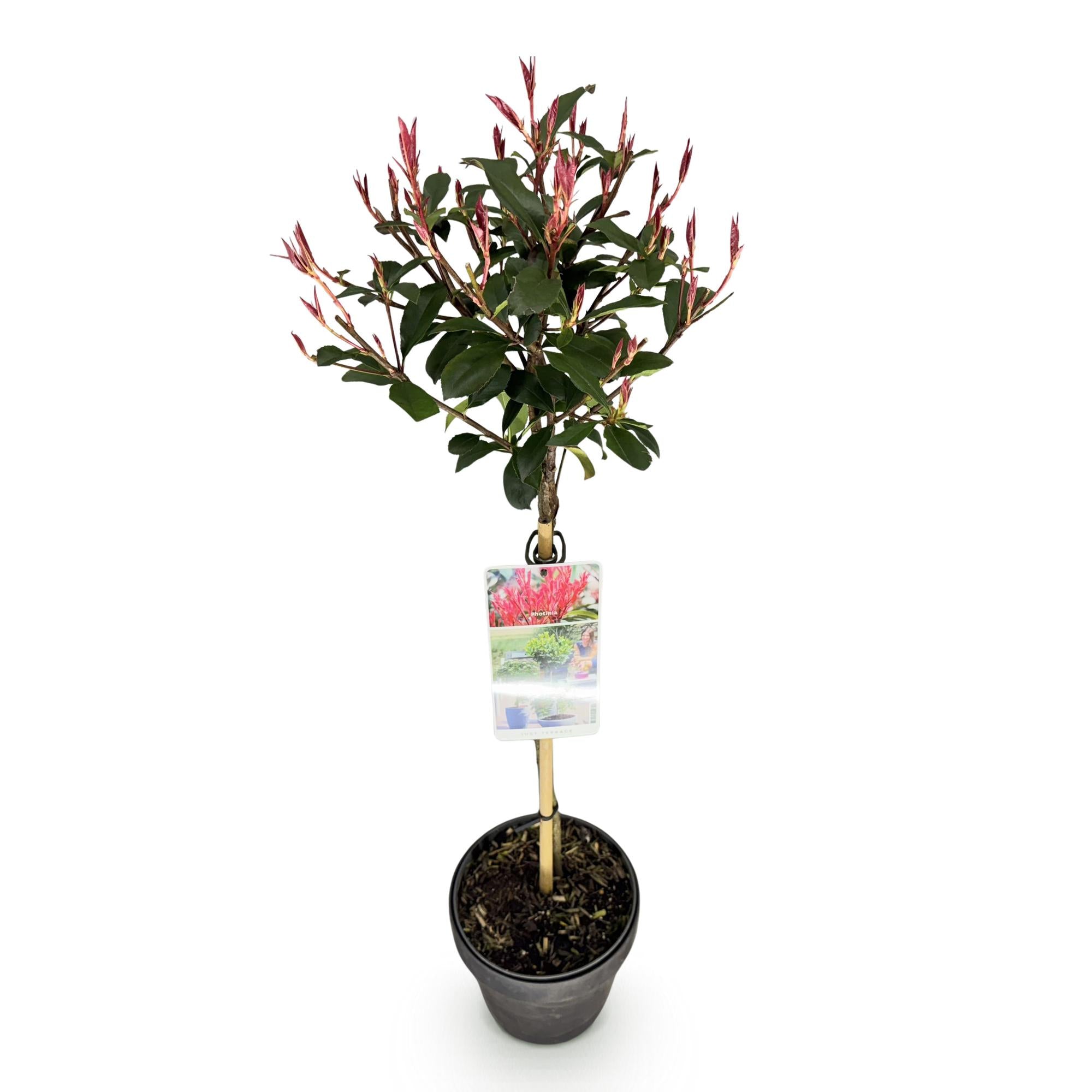 Plant op Stam - Photinia fraseri Carre Rouge - Terras Plant - Bladhoudend - Winterhard - Groen-Rood Blad - Pot 19cm Hoogte 90cm